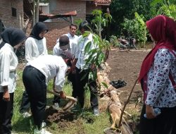 Tanam Pohon Mangga Usai Lantik KPPS Desa Mekargading