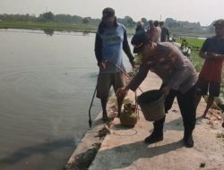 Bareng Petani,Polsek Kedokanbunder Basmi Hama Tikus