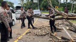 Pohon Tumbang,Kapolres Sinjai Sigap Respon Laporan Masyarakat